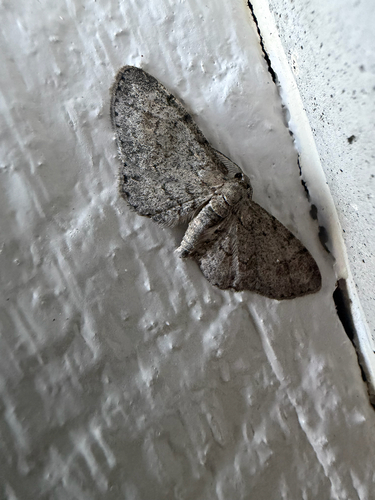 Texas Gray (Glenoides texanaria)