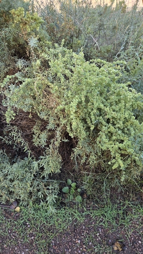 Fourwing Saltbush