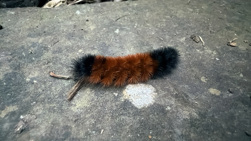 Isabella Tiger Moth (Pyrrharctia isabella)