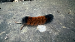 (c) Drew Weber, some rights reserved (CC BY-NC) Isabella Tiger Moth (Pyrrharctia isabella)
