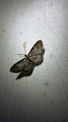 (c) Drew Weber, some rights reserved (CC BY-NC) Texas Gray (Glenoides texanaria)