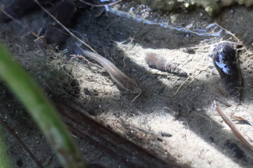Western Mosquitofish