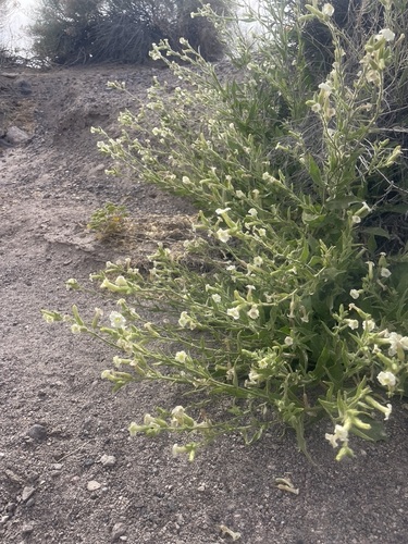 Nicotiana obtusifolia