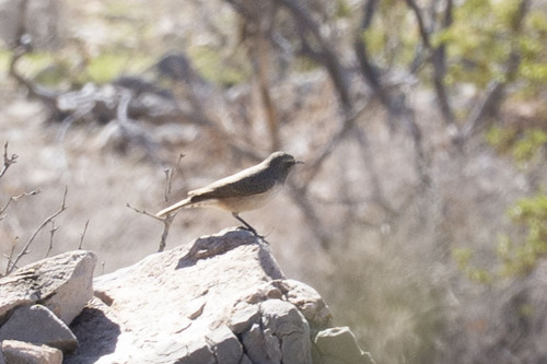 Rock Wren