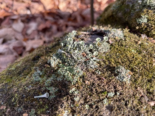 Cladonia pyxidata observed 2026-10-23