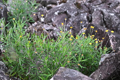 Coronidium rupicola observed 2026-10-24