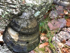 Fomes fomentarius
