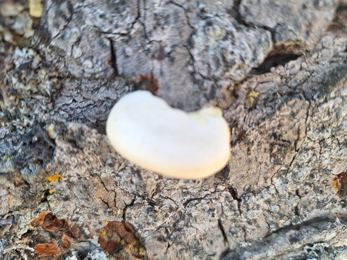Cryptoporus volvatus observed 2026-10-25