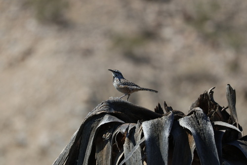 Cactus Wren