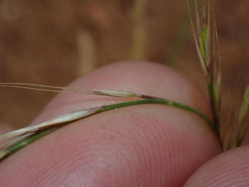 Festuca bromoides observed 2026-10-24