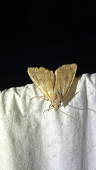 (c) Drew Weber, some rights reserved (CC BY-NC) Bicolored Sallow (Sunira bicolorago)