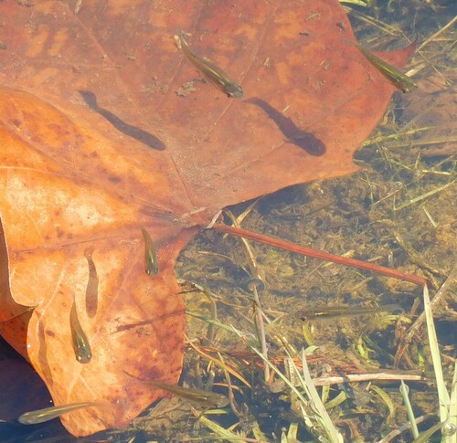 Eastern Mosquitofish