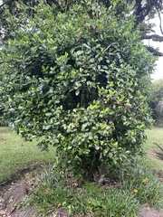 Feijoa sellowiana