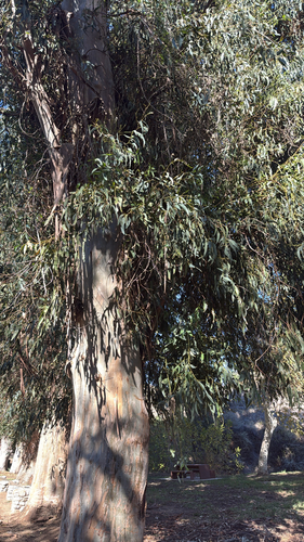 Eucalyptus globulus observed 2026-10-25