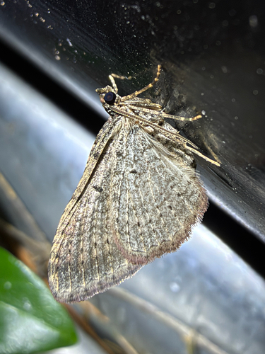 Bent-lined Carpet (Costaconvexa centrostrigaria)