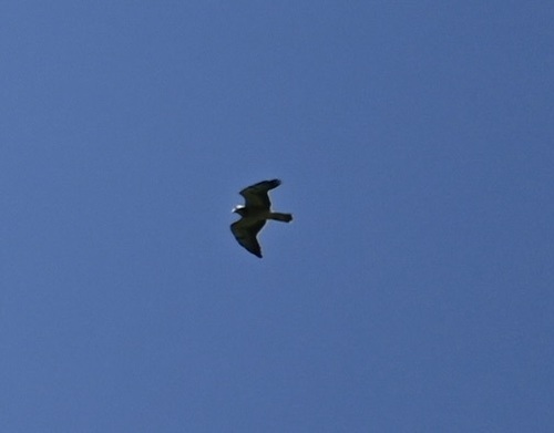 Aguililla de Swainson