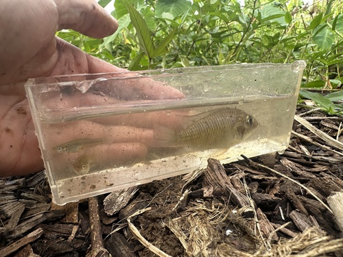 Sarotherodon melanotheron observed 2026-10-25