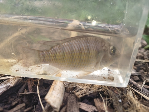 Sarotherodon melanotheron observed 2026-10-25