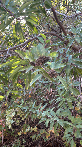 Malosma laurina observed 2026-10-25