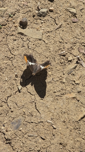 iNaturalist observation photo of California Sister