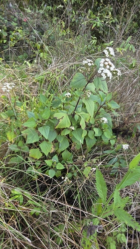 Ageratina adenophora observed 2026-10-26