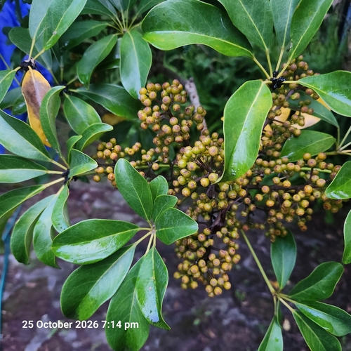 Heptapleurum arboricola observed 2026-10-25