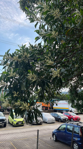 Acacia mangium observed 2026-10-26