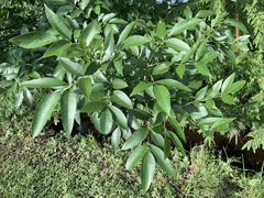 Erythrina crista-galli