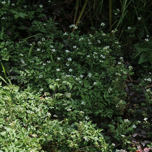 Nasturtium officinale observed 2026-10-25