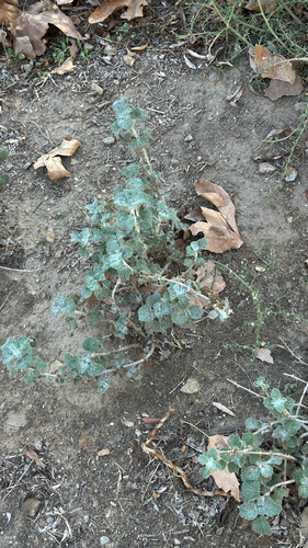 White Horehound