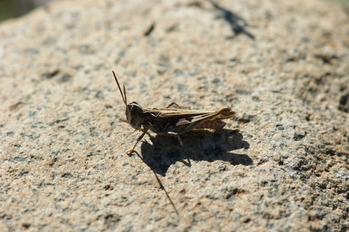 Texas Range Grasshopper