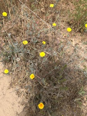 Eschscholzia californica maritima