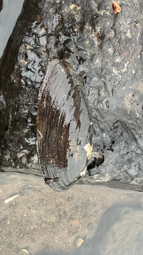 Eurynia dilatata observed 2026-10-24