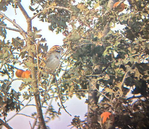 Lark Sparrow