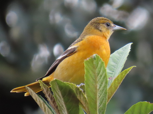 Icterus galbula observed 2026-10-25
