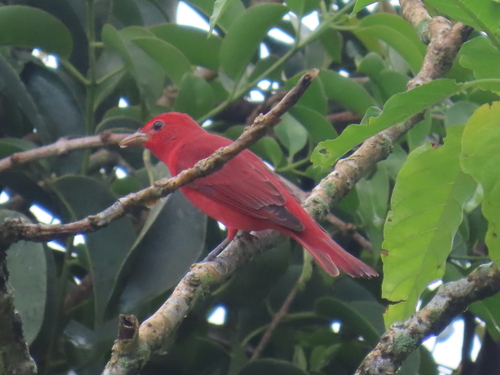 Piranga roja