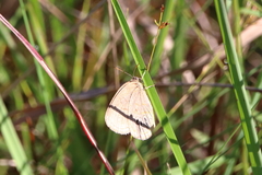Neonympha areolatus
