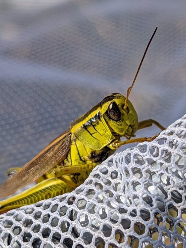 Two-striped Grasshopper