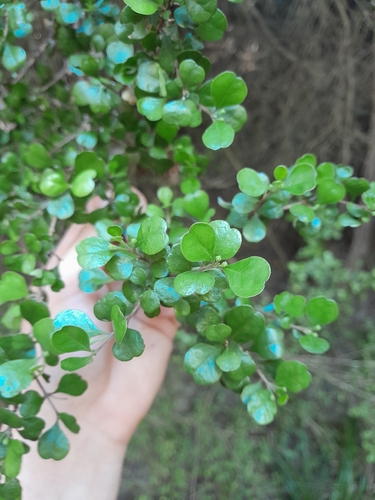 Lophomyrtus obcordata, 2026-10-24