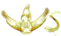 Semioscopis inornata