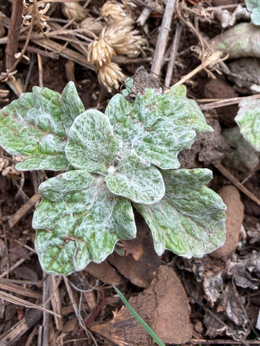 Eriophyllum lanatum observed 2026-10-25