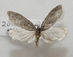 Semioscopis inornata