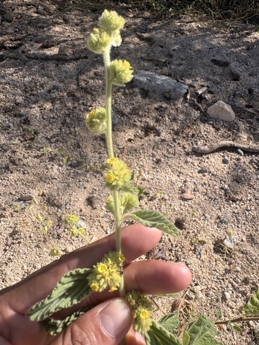 Waltheria indica observed 2026-10-25
