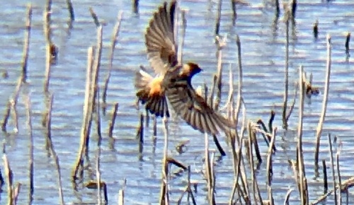 Cliff Swallow