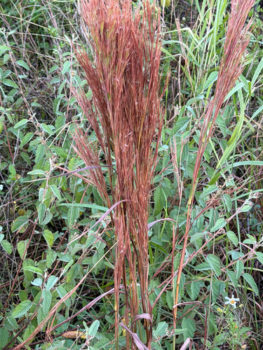 Andropogon glomeratus observed 2026-10-25