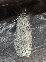 Semioscopis inornata