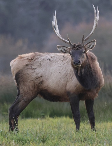 Roosevelt Elk