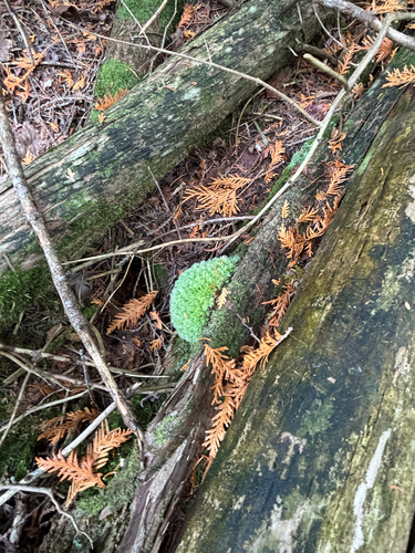 Leucobryum observed 2026-10-25