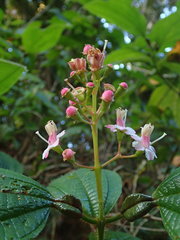 Miconia tococa