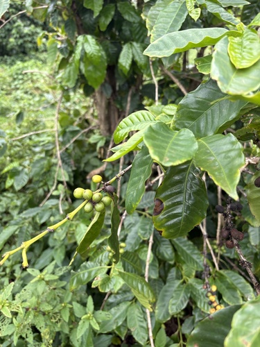 Coffea arabica observed 2026-10-25